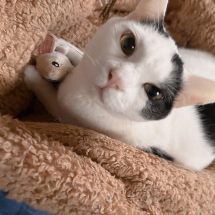 ぬいぐるみ貰ったにゃん！