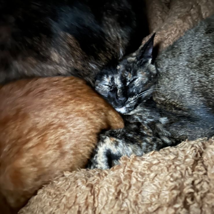 3つのお尻に埋もれて眠る