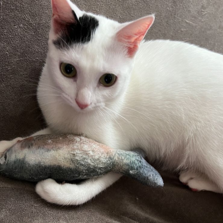 魚取ったよ！