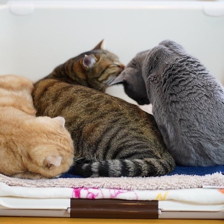 家族写真