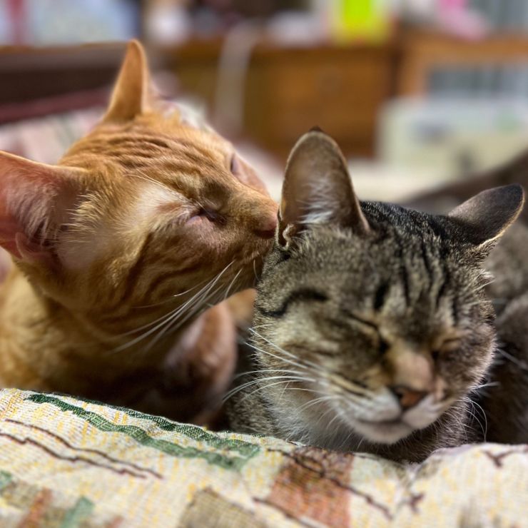 ずっと一緒にいようね🐱💕
