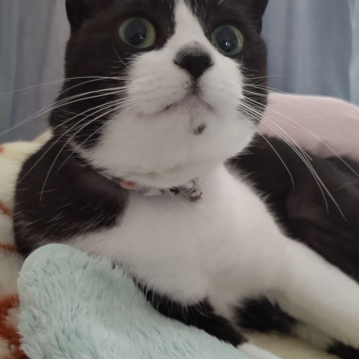 保護猫から過保護猫になりました