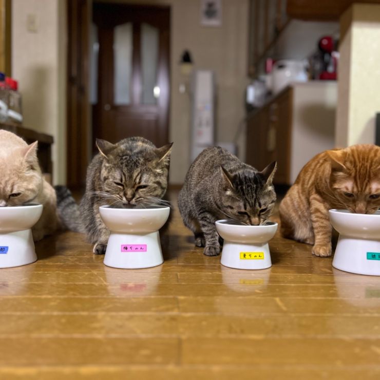 🐱みんな一緒にいただきますにゃっ🍚