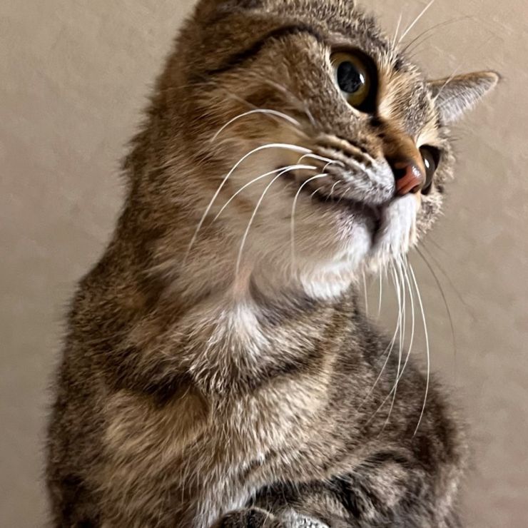 凛々しく、華麗に、しなやかに🐱❣️