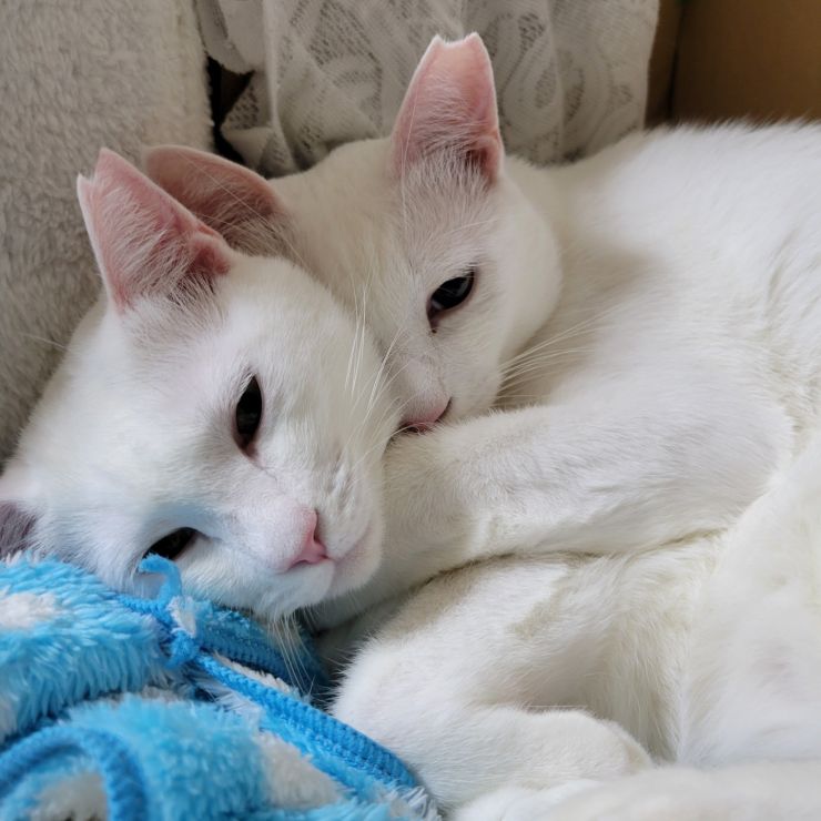 えのきときのこ
