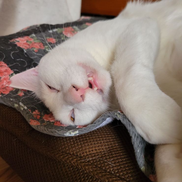 元野良猫ボスの　えのき