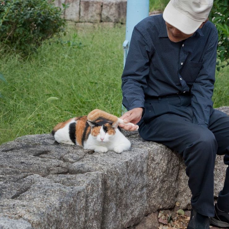 ぼく公園のさくらねこ。オスの三毛猫だぃ！