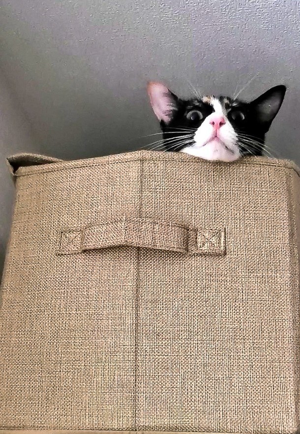 捕まえてみにゃさいよ