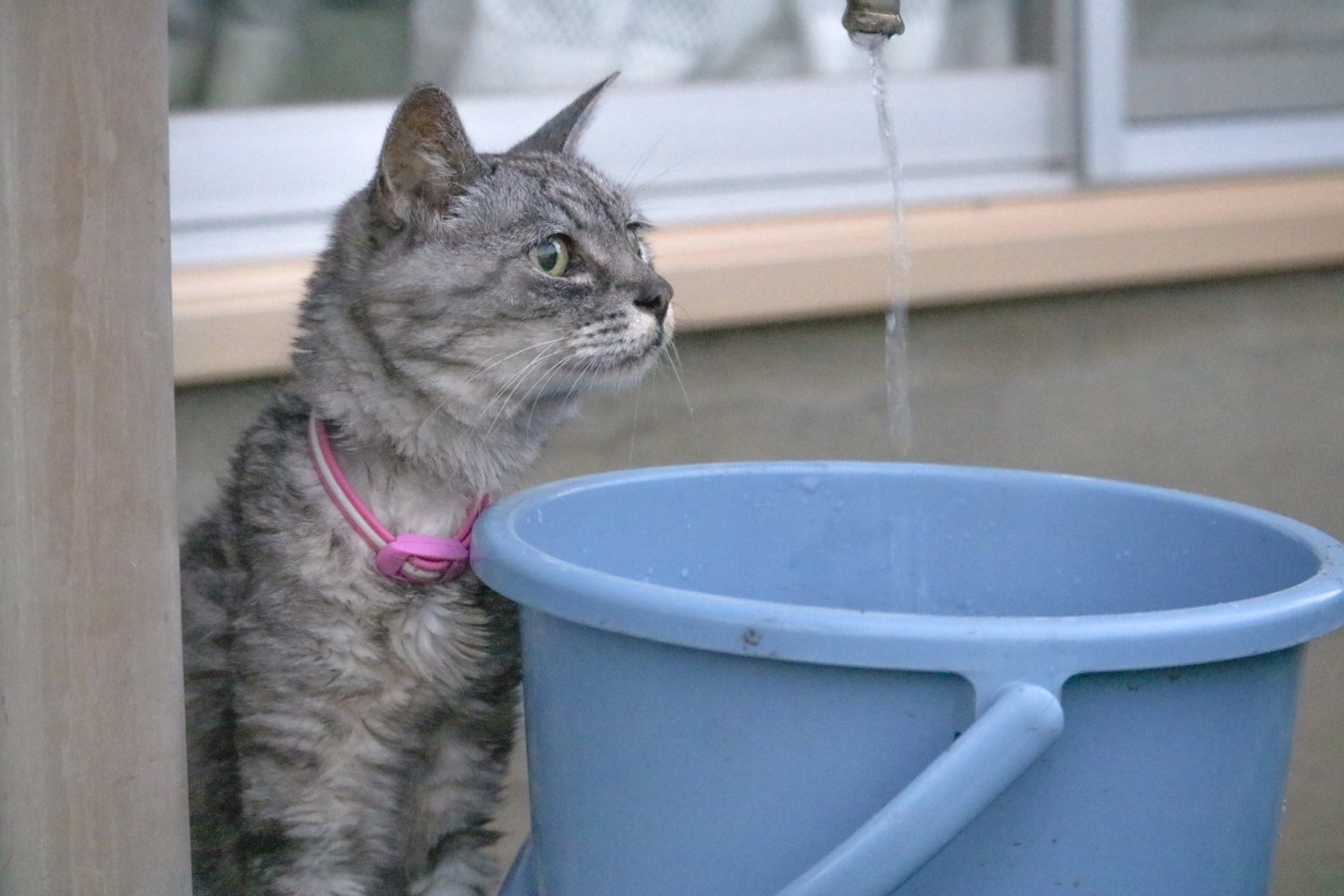 いのちの水