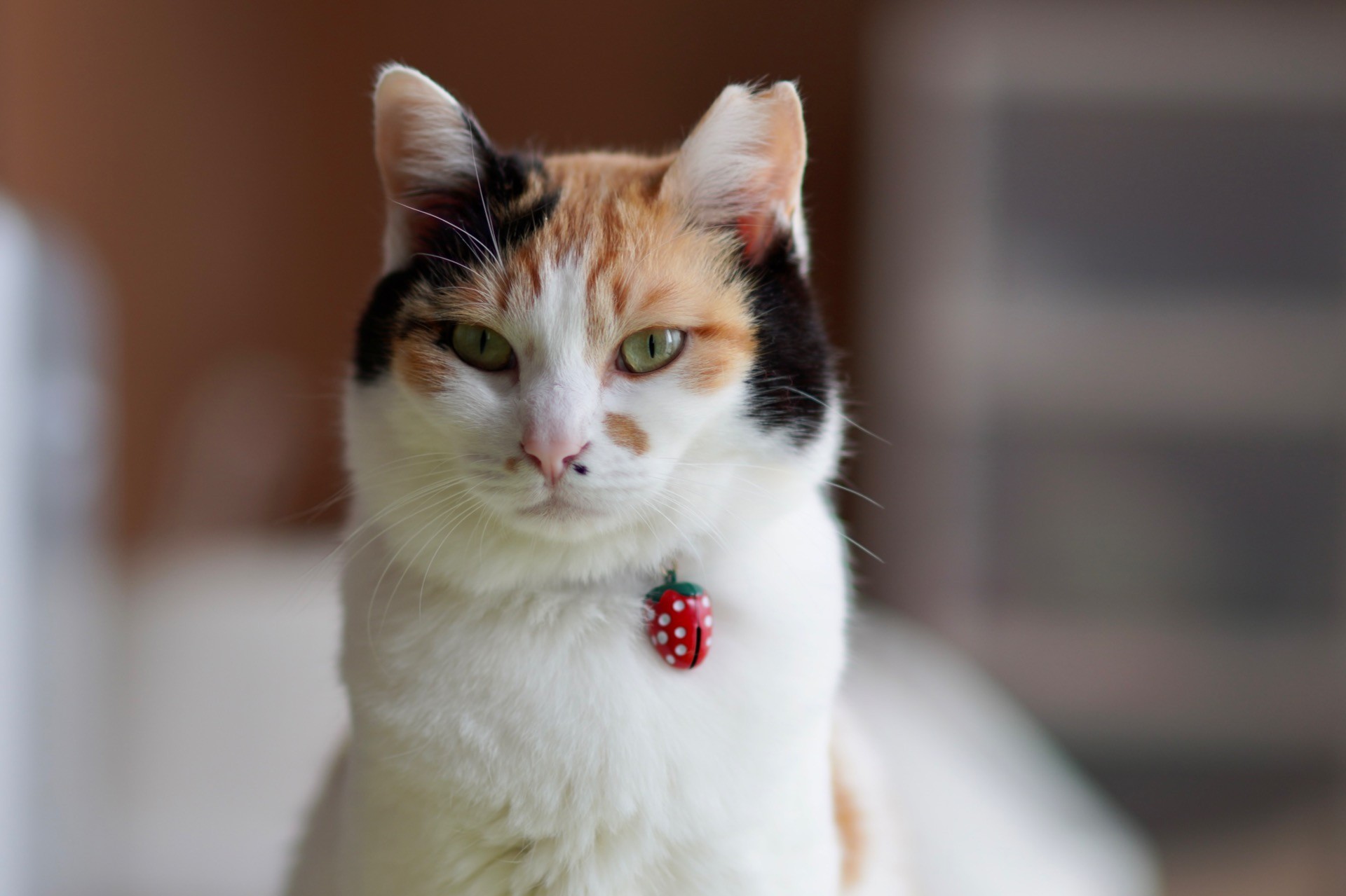 さくらねこ　だいふく