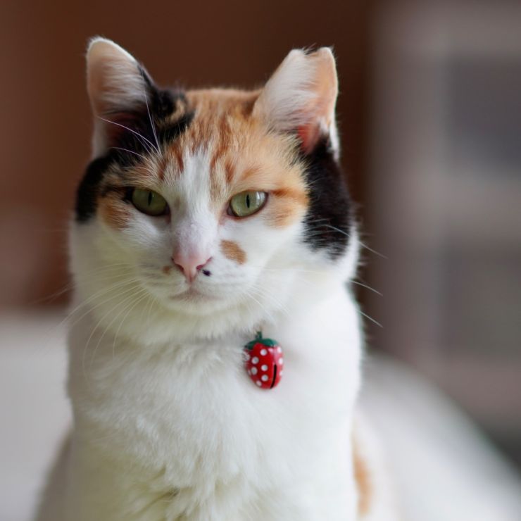 さくらねこ　だいふく