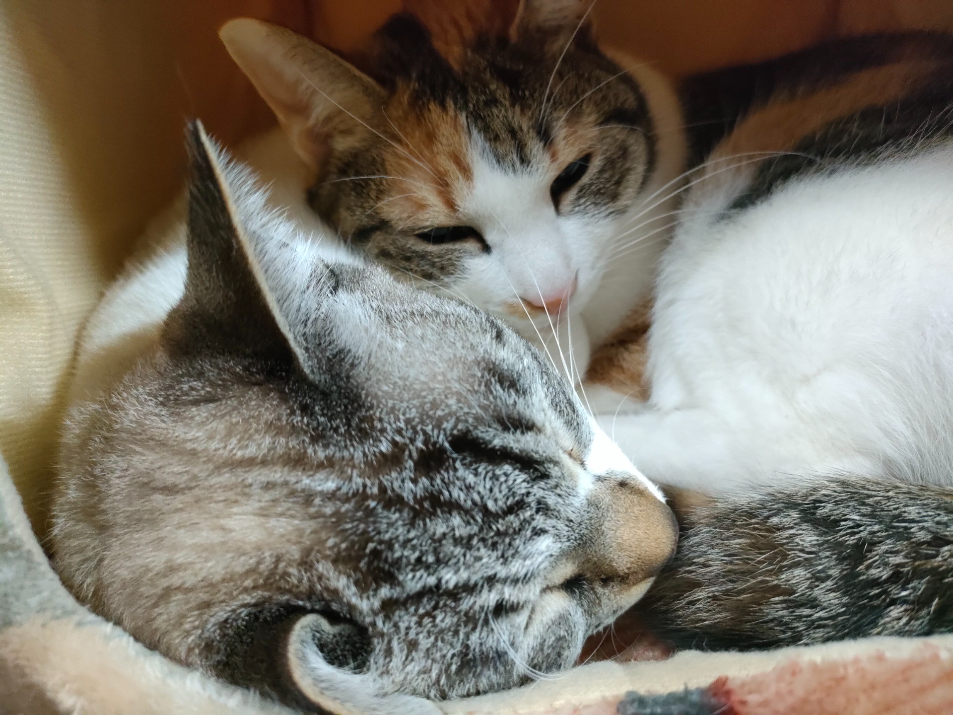 兄妹猫のルルとなつ。