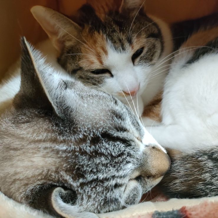 兄妹猫のルルとなつ。