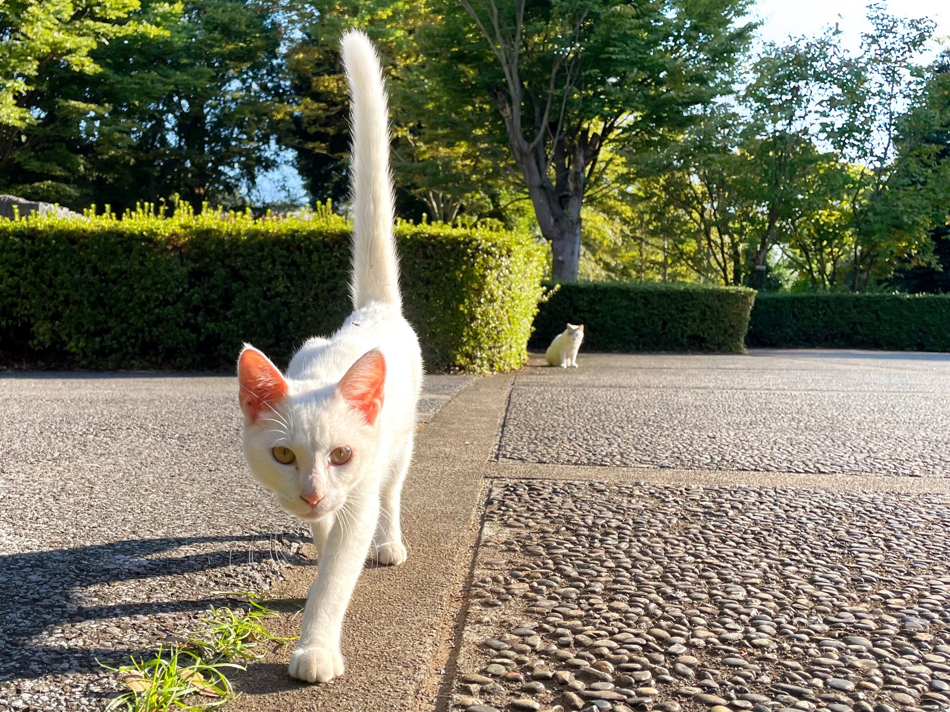 ピン！