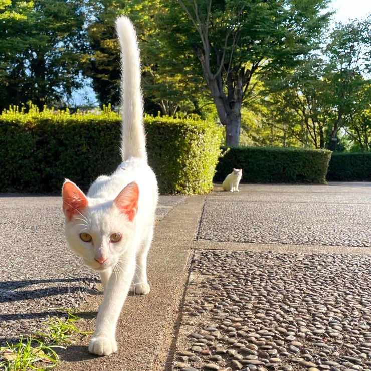 ピン！