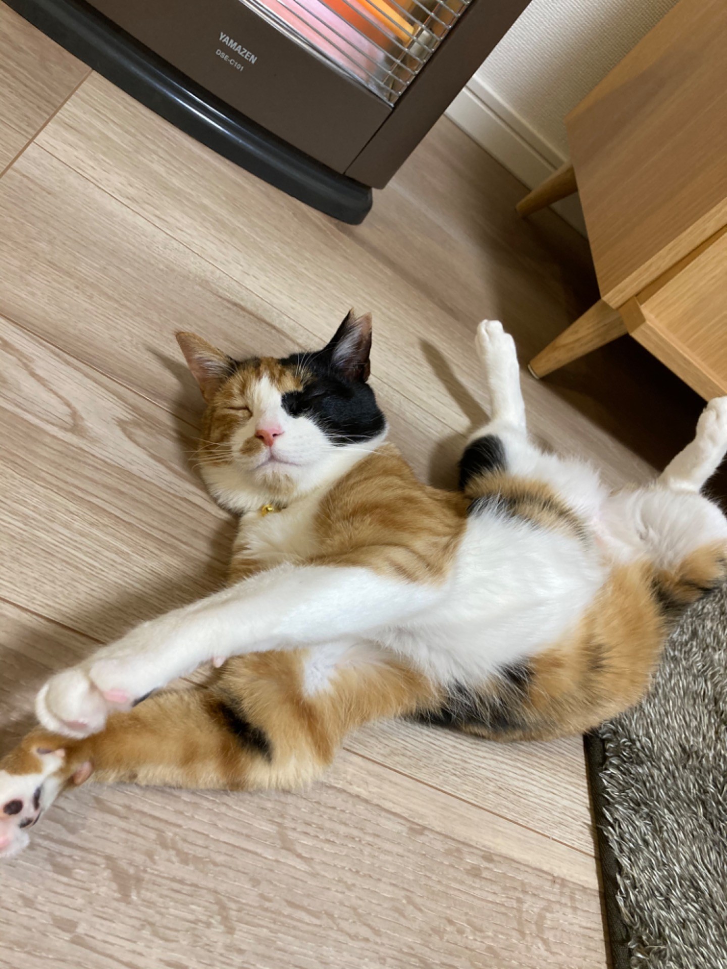 ストーブの前は誰にも譲らないにゃん