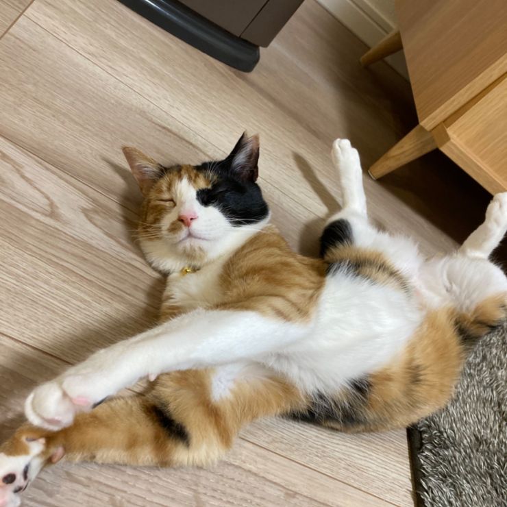 ストーブの前は誰にも譲らないにゃん