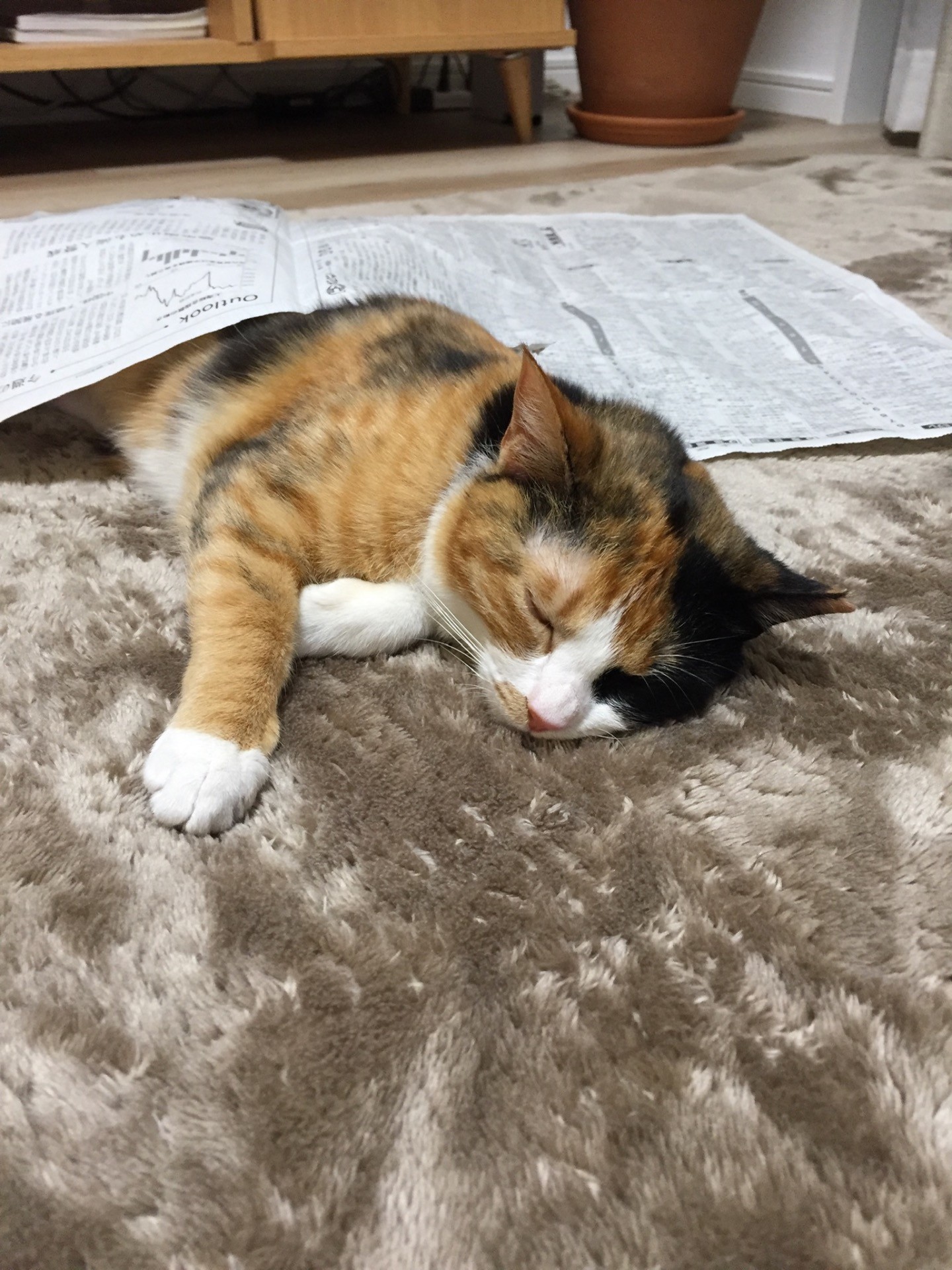 遊んでいるうちに寝ちゃいました
