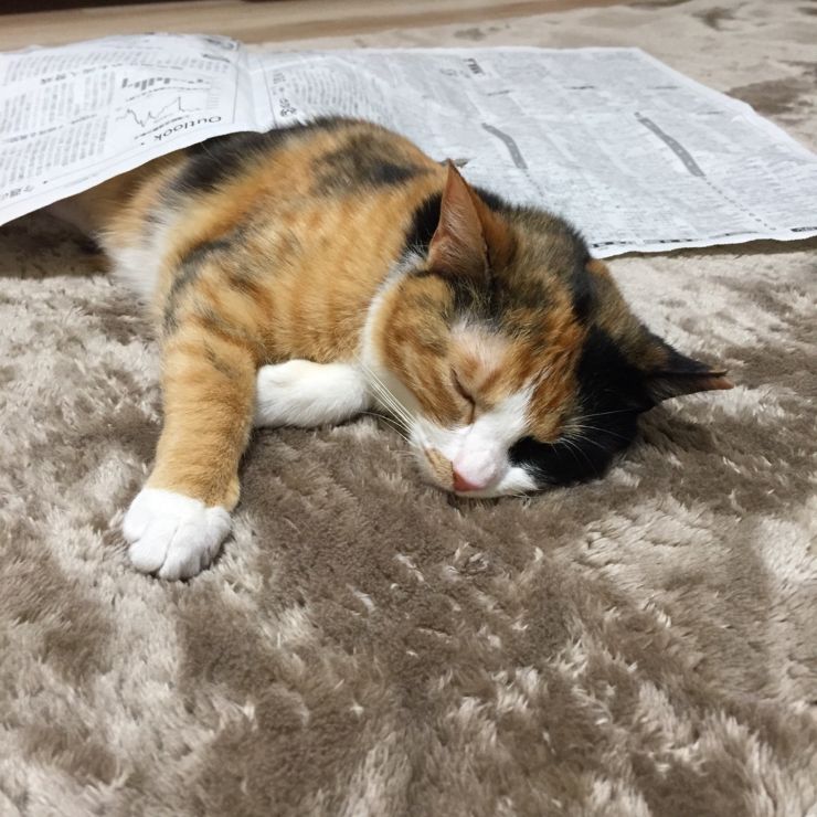 遊んでいるうちに寝ちゃいました
