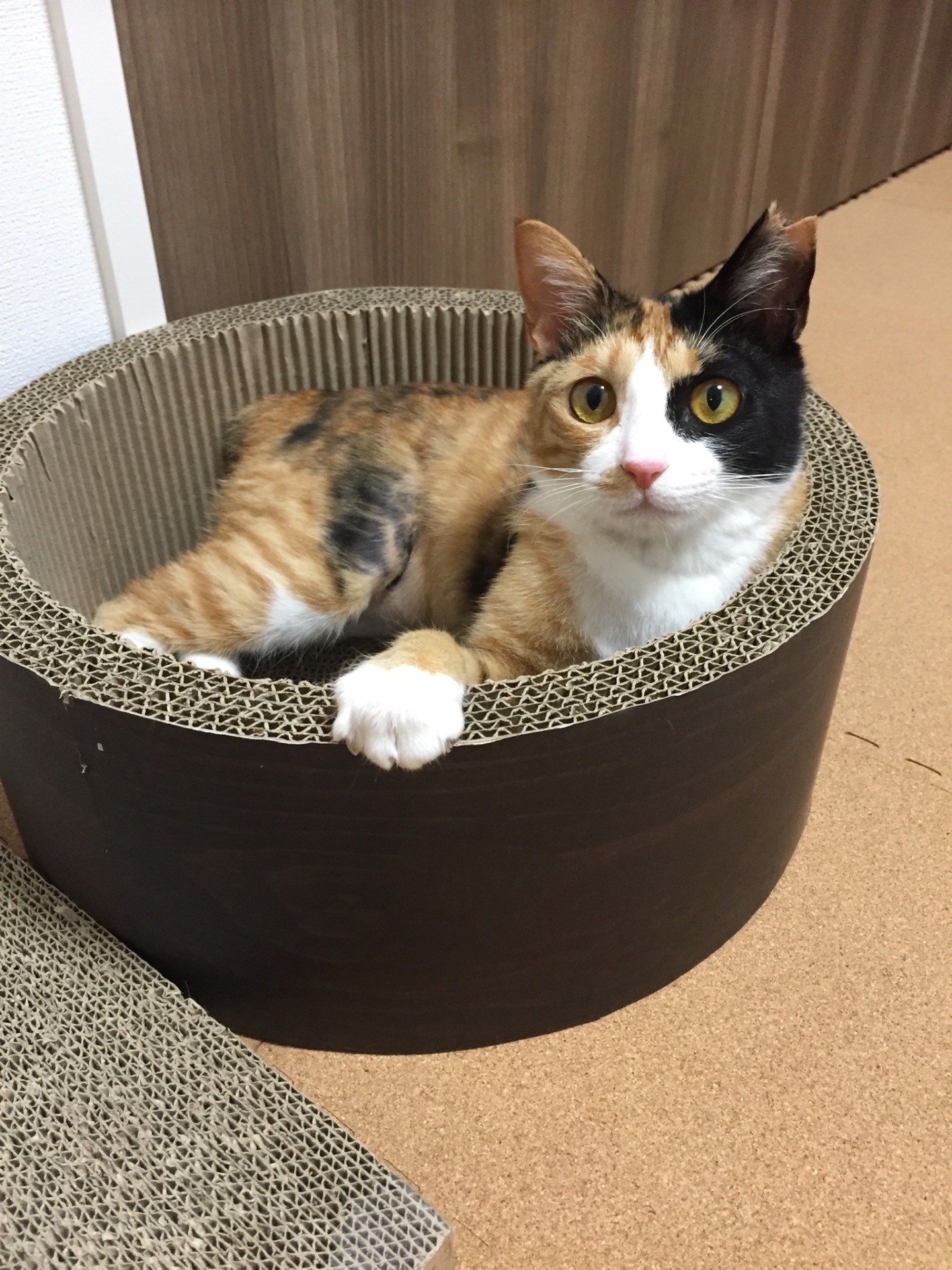 ばっちりカメラ目線