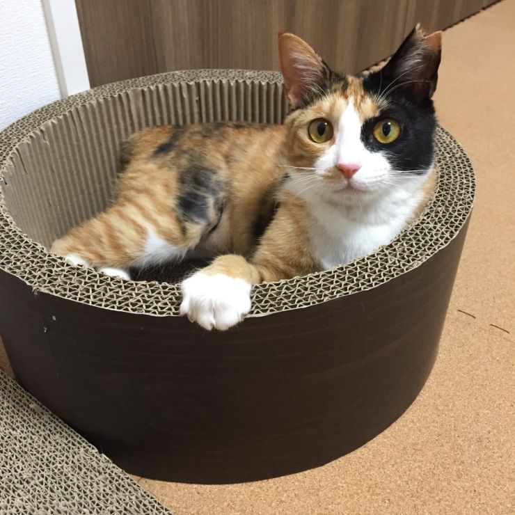 ばっちりカメラ目線