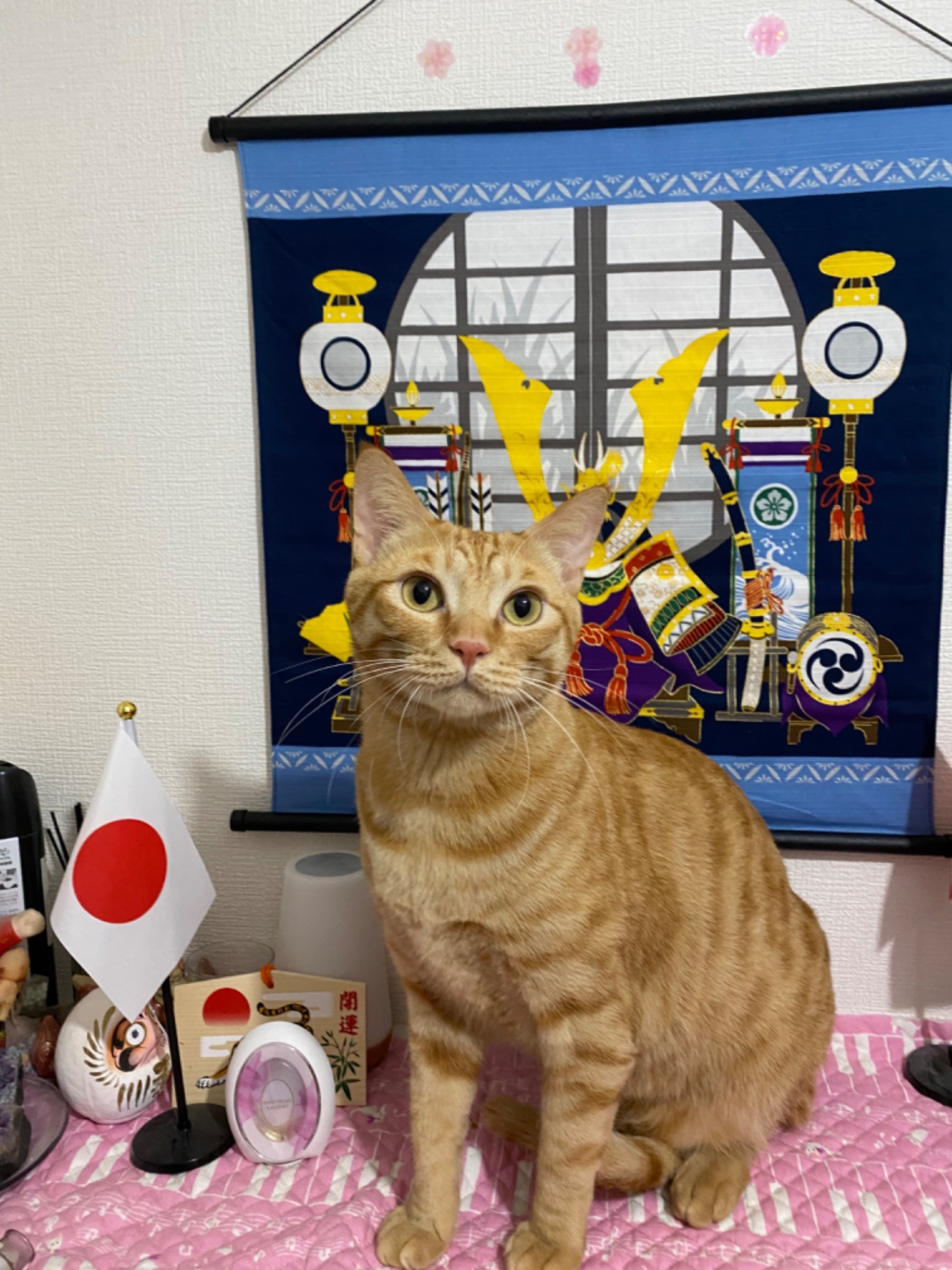 3匹命