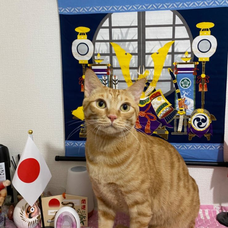 3匹命