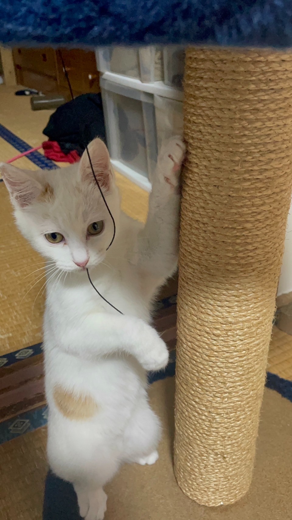 あたち失敗しないので🐾