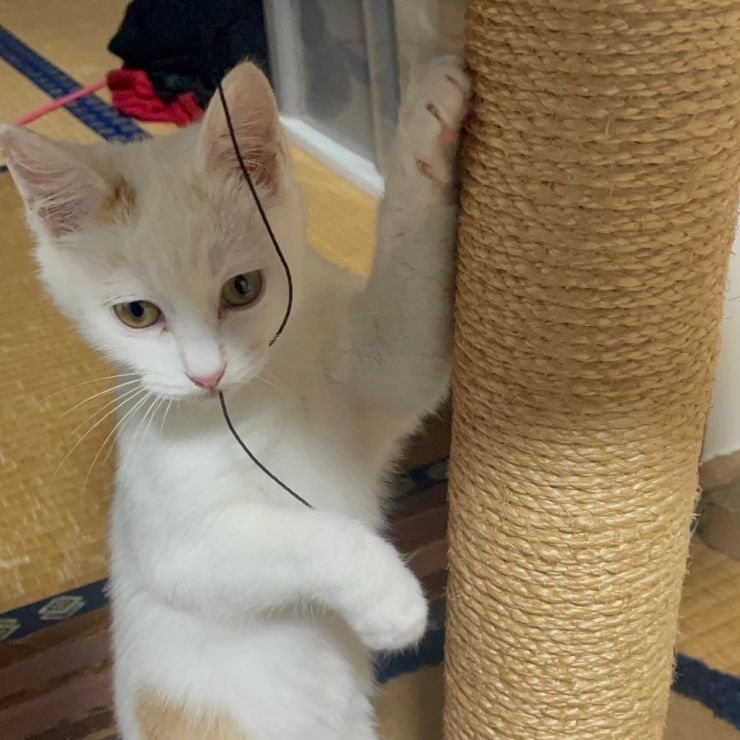 あたち失敗しないので🐾