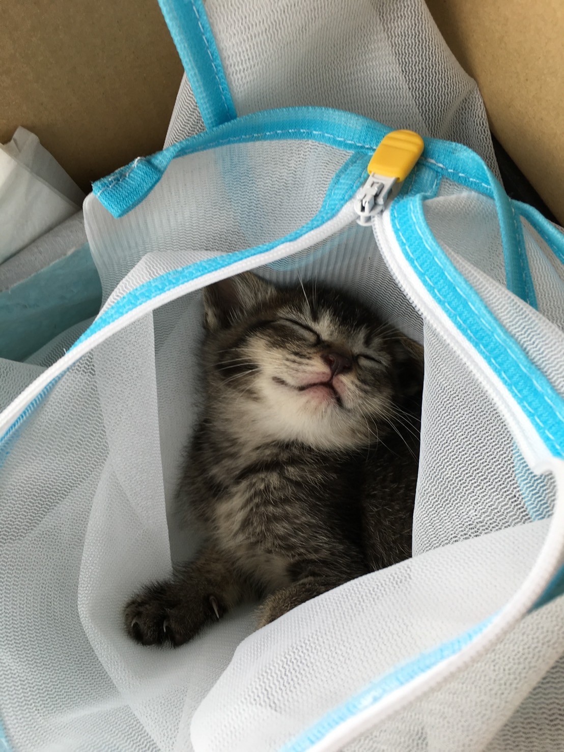 新しいお家へ