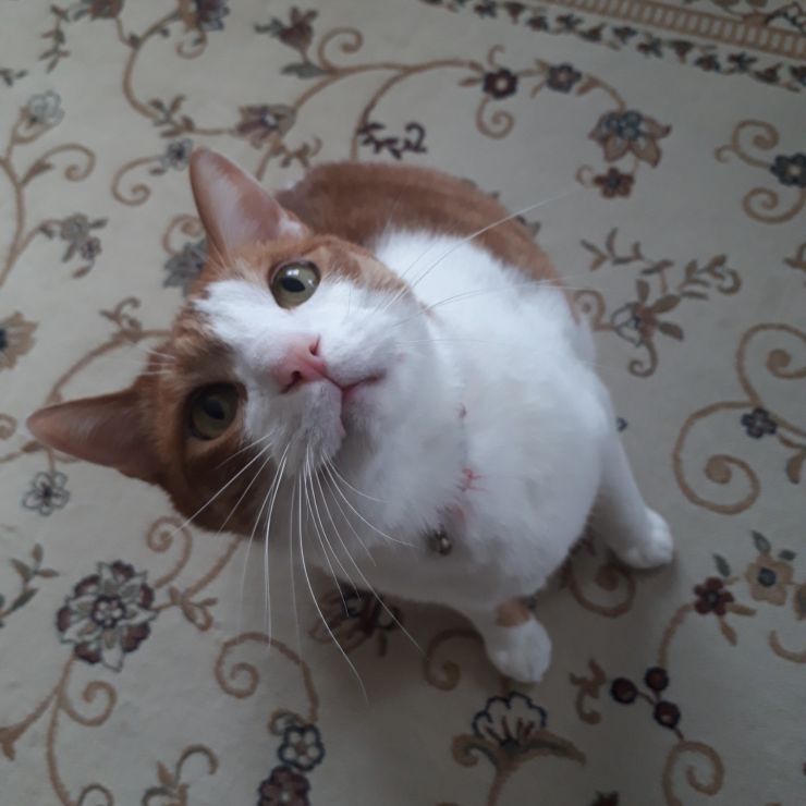 抱っこしてほしいな♪♪