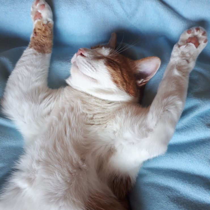 へそ天で、どんな夢を見ているのかな♪♪