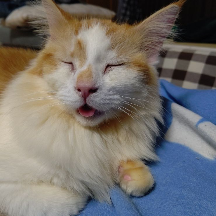 鼻づまり中
