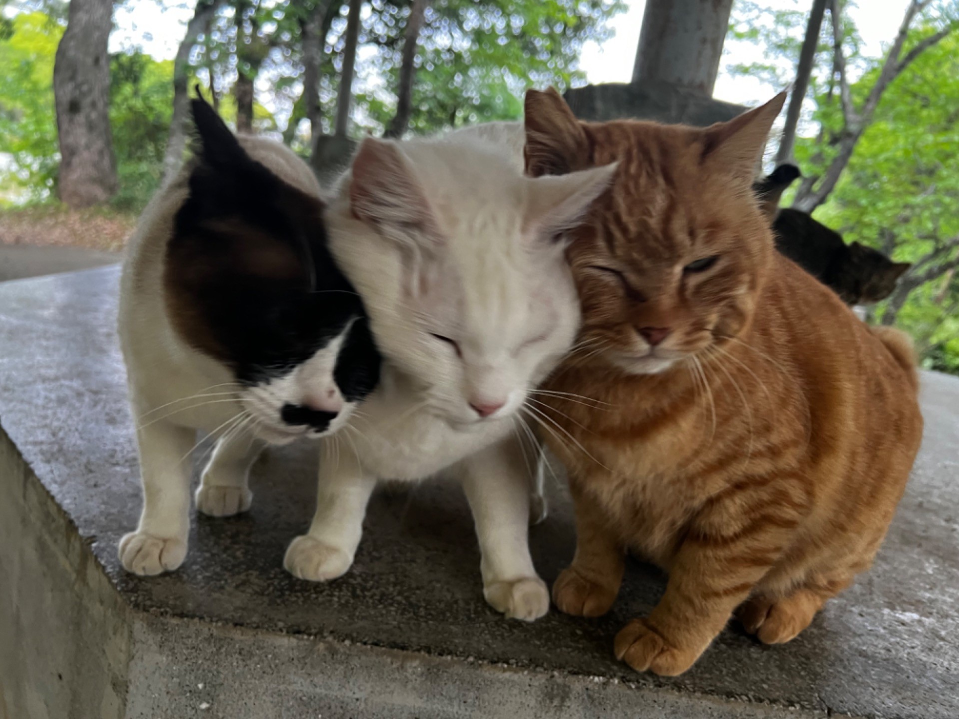 一番はダレだ！ゴハン争奪おしくらまんじゅう