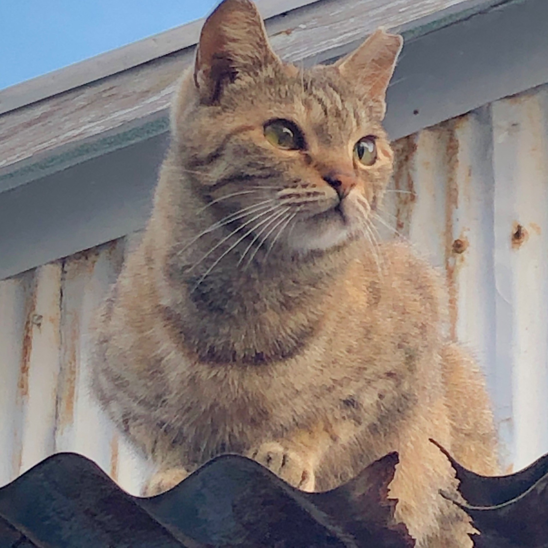 さくらねこ　ﾓｰﾁｬﾝ