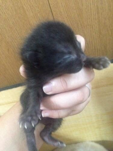 ねずみの赤ちゃん？