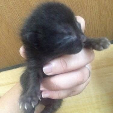 ねずみの赤ちゃん？