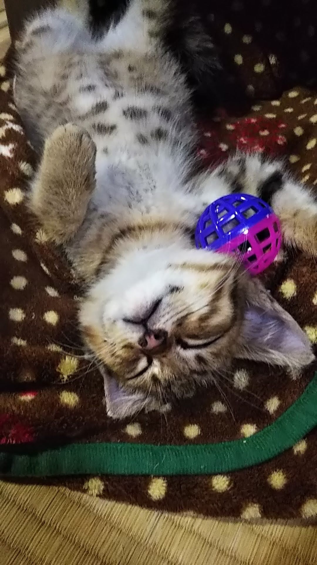 保護っこ