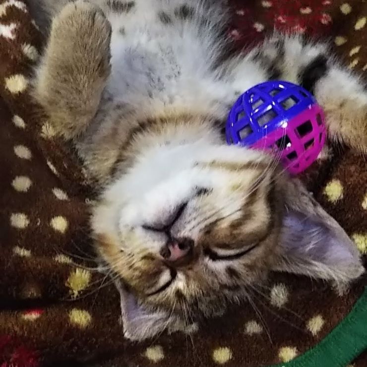 保護っこ