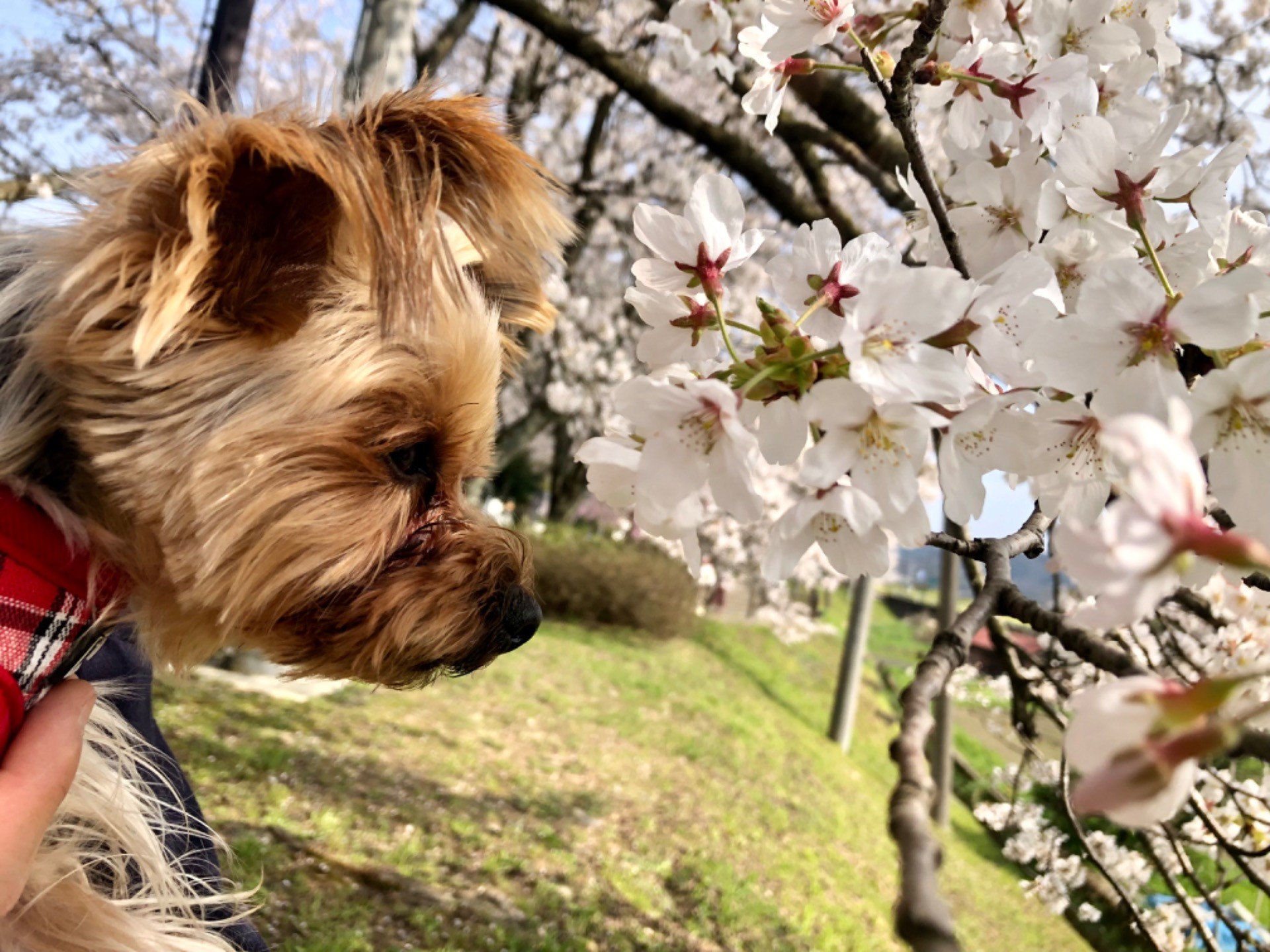 花よりだんご