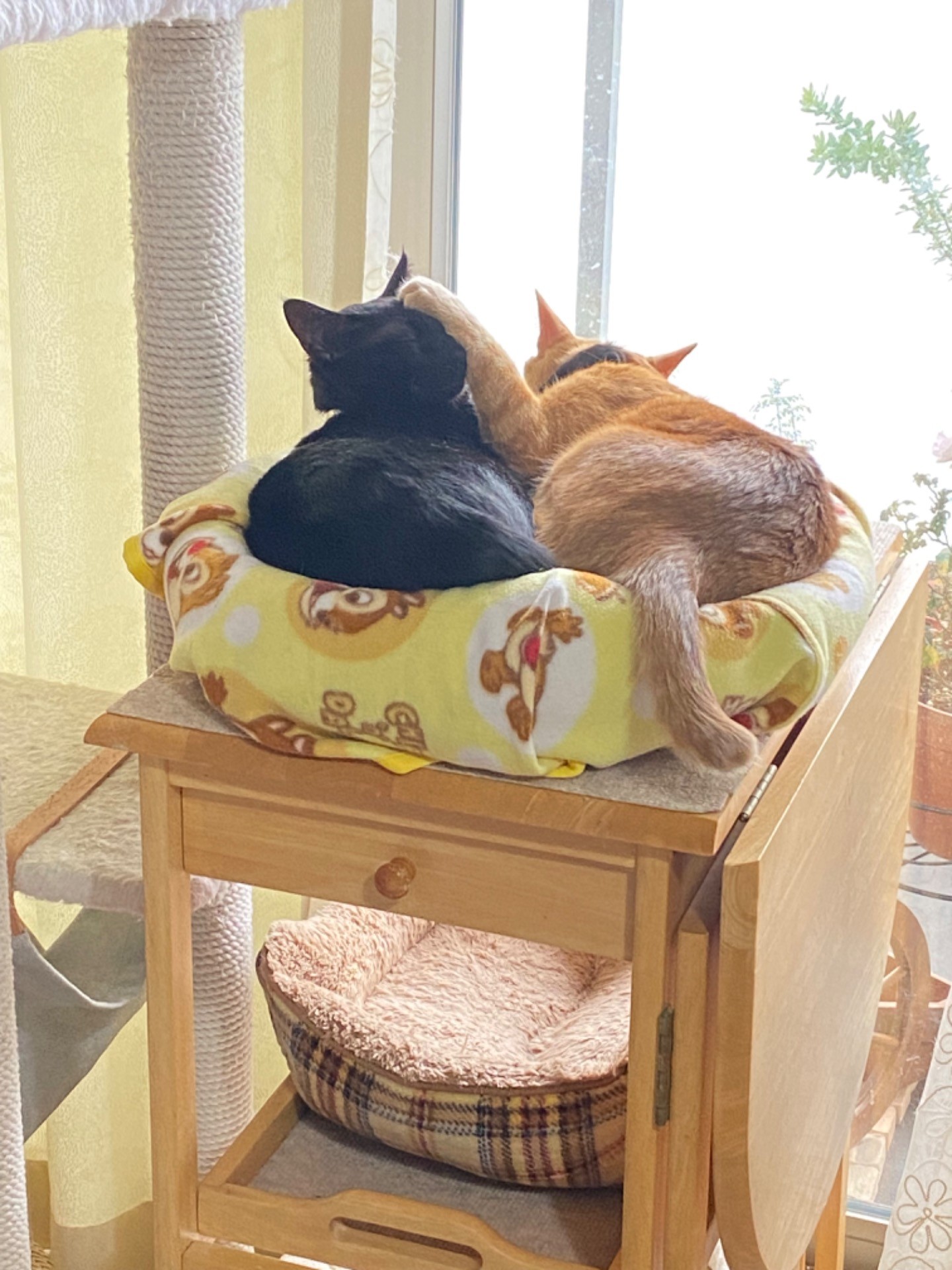 来んな…