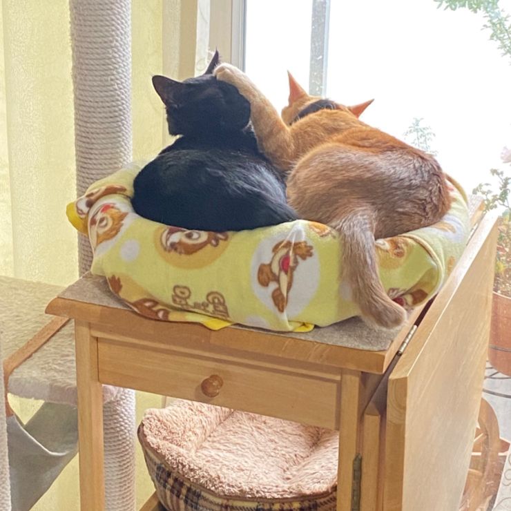 来んな…