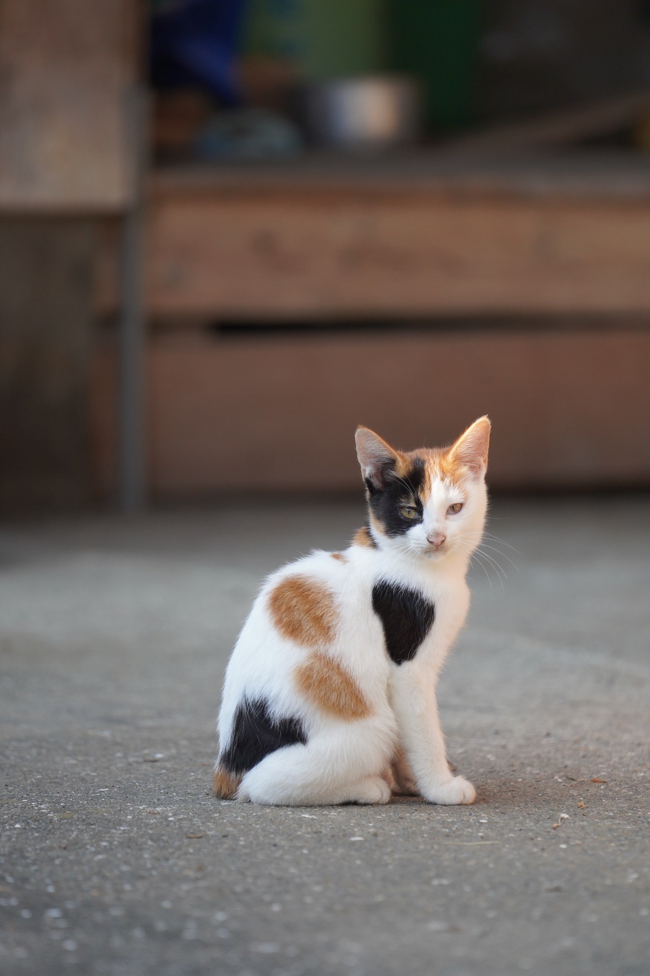 地域の猫