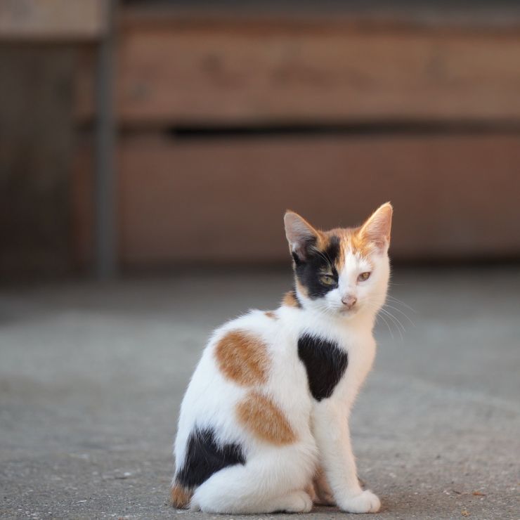 地域の猫