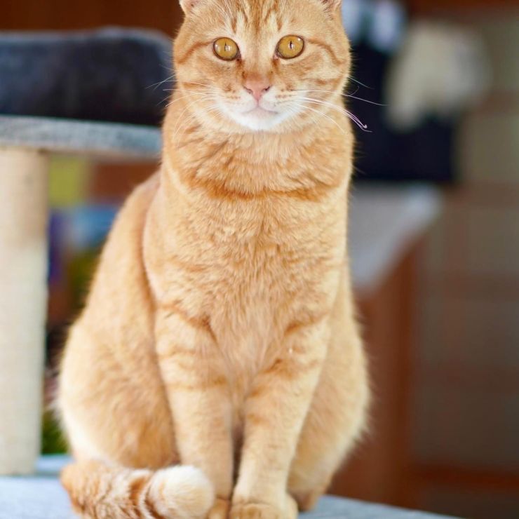 黄金の猫　そらちゃん