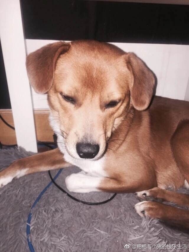 子犬