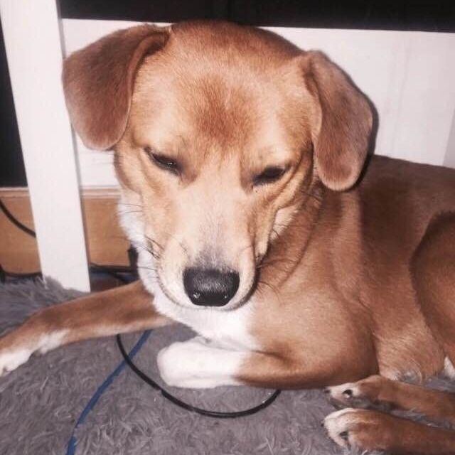 子犬