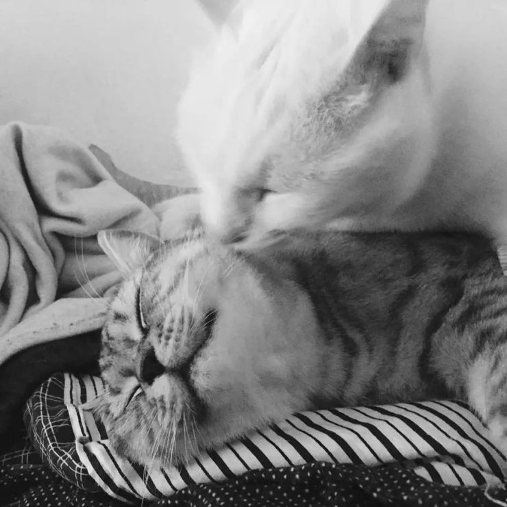 ねこのふたり