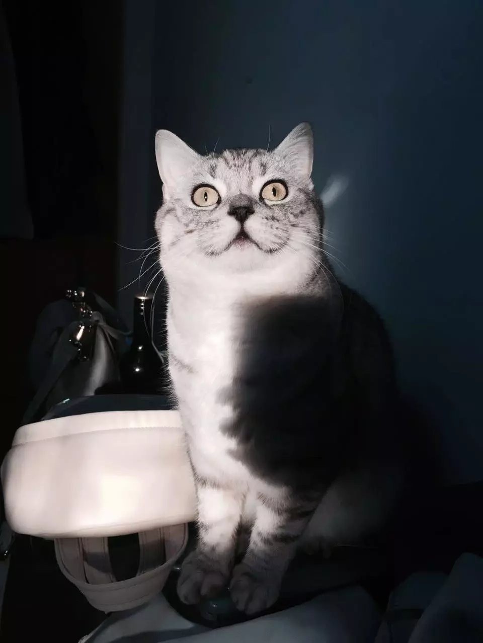猫ちゃん