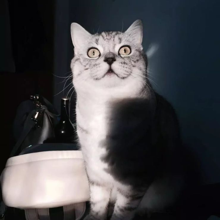 猫ちゃん